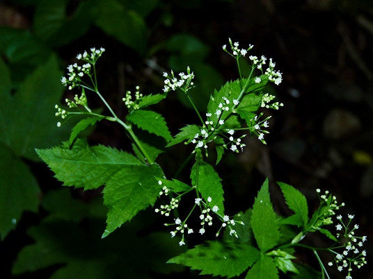 {Cryptotaenia canadensis}